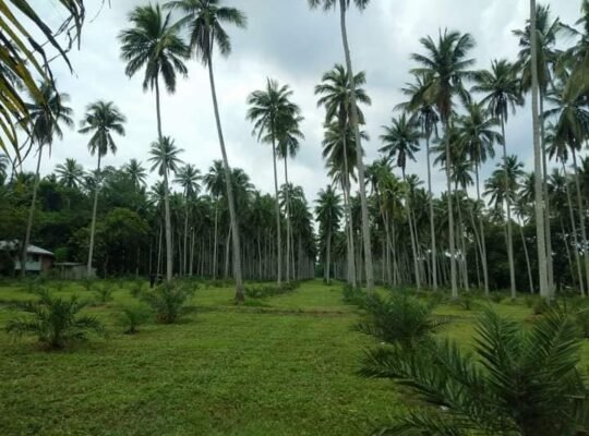 Lot only near Beach in Laiya Batangas