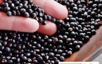 Dried kadyos for KBL