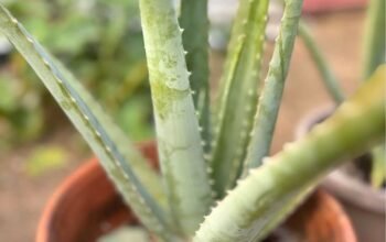 Aloe Vera Plant( Giant variety)
