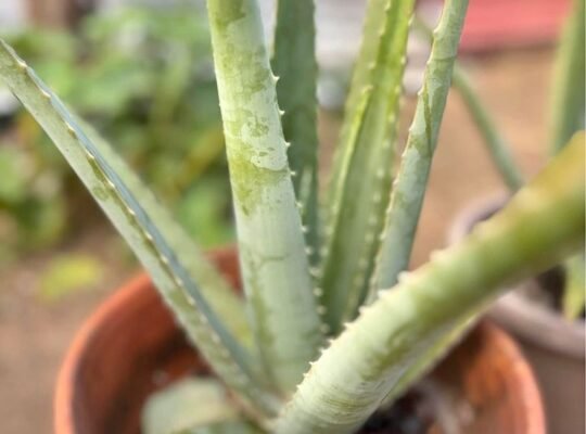Aloe Vera Plant( Giant variety)