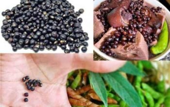 Dried kadyos for KBL