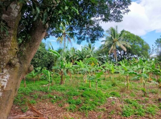 Titled Farm Lot For Sale in Pangil Amadeo
