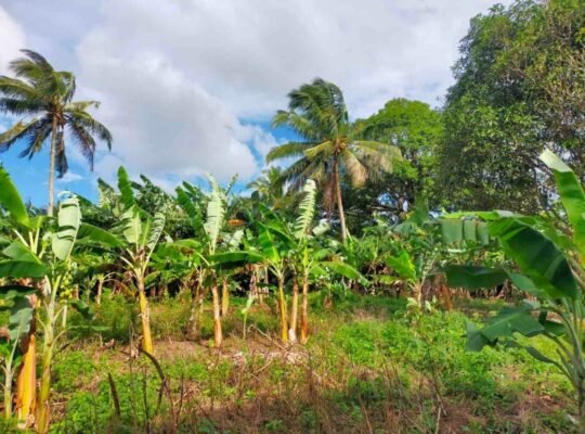Titled Farm Lot For Sale in Pangil Amadeo