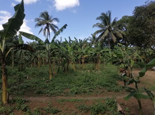 Titled Farm Lot For Sale in Pangil Amadeo