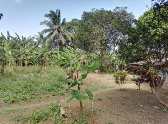 Titled Farm Lot For Sale in Pangil Amadeo